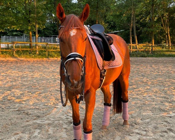 horse Bintang Bali (Irish horse, 2020, from Sans Frontieres xx)