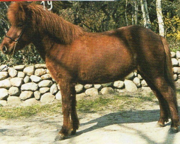 Pferd Rösk (Islandpferd, 1996, von Dani fra Asgård)