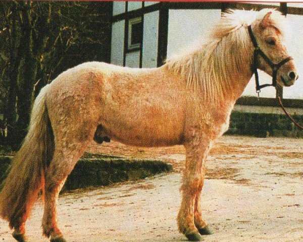 horse Lysi vom alten Schlossberg (Iceland Horse, 2000, from Fylkirsson vom Sommerberg)