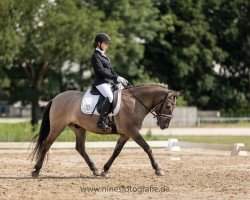 dressage horse Erjon van Meers (Hucul, 2019)