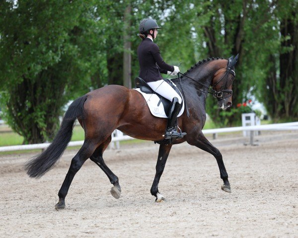 Dressurpferd Daddy´s Money D (Hannoveraner, 2013, von Don Index)