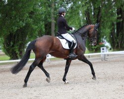 Dressurpferd Daddy´s Money D (Hannoveraner, 2013, von Don Index)