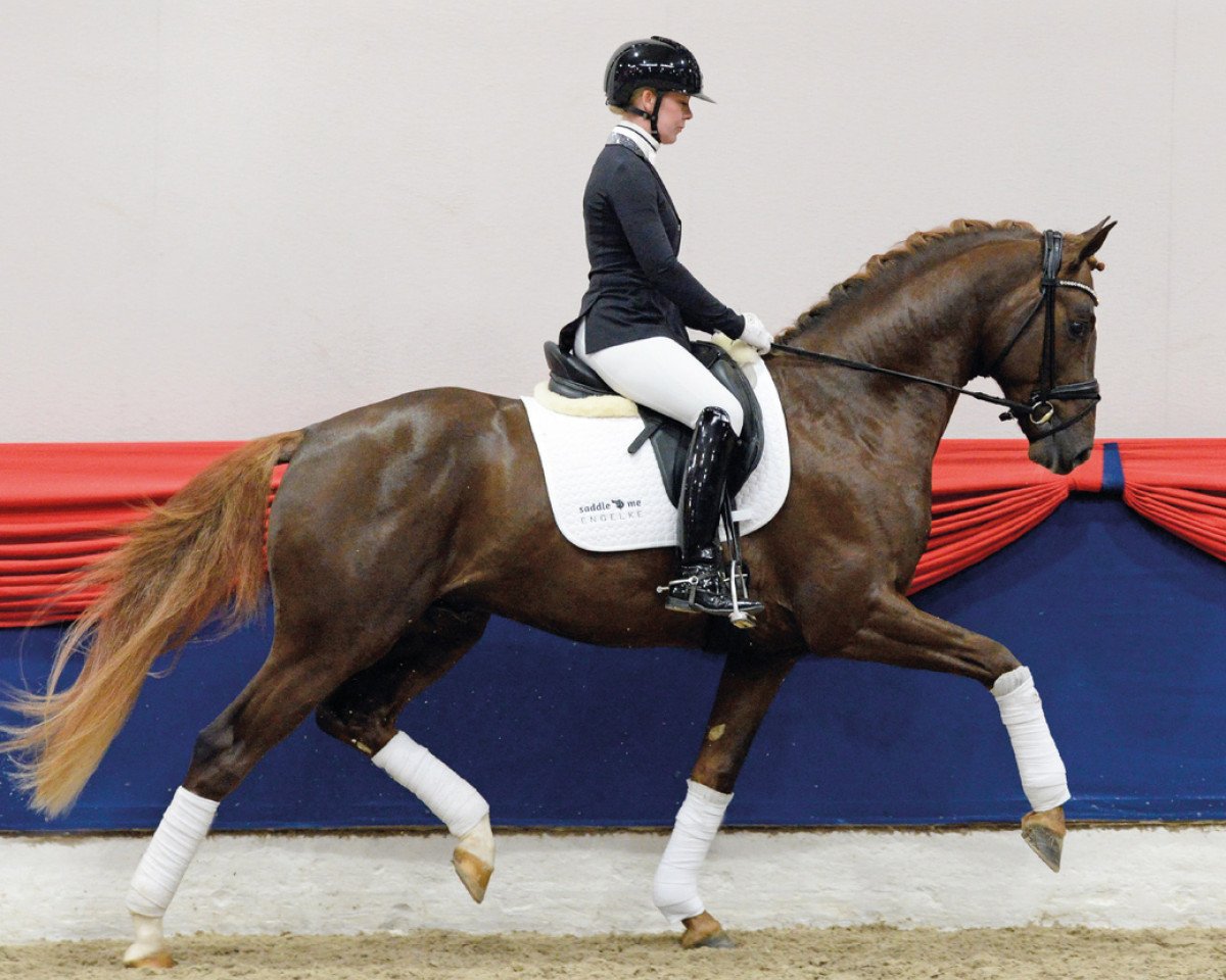 stallion Divo (Westphalian, 2018, from Da Costa)