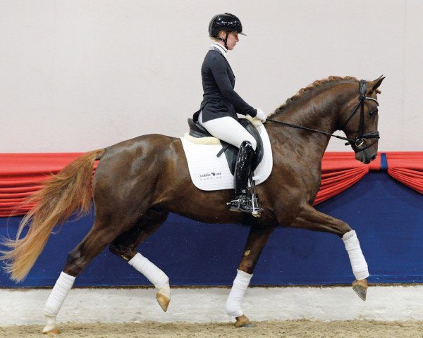 stallion Divo (Westphalian, 2018, from Da Costa)