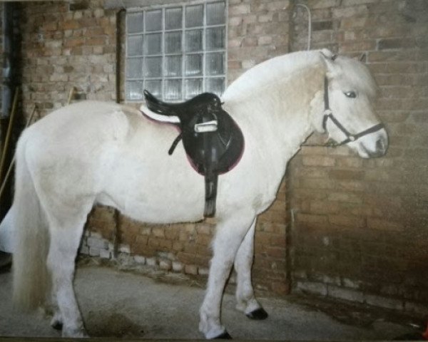 Pferd Ossian (Fjordpferd, 1990, von Orlandos)