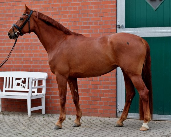 broodmare Estelle (Rhinelander, 2015, from Escolar)