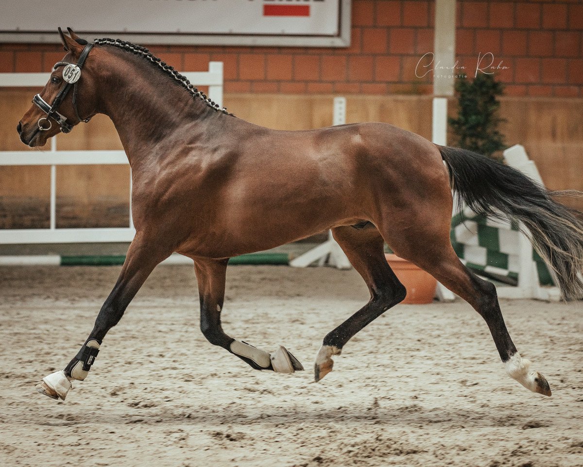 stallion Milano SG (Rhinelander, 2018, from Monopoly SG)