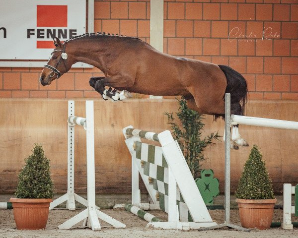 stallion Mister Poppins SG (German Riding Pony, 2018, from Monopoly SG)