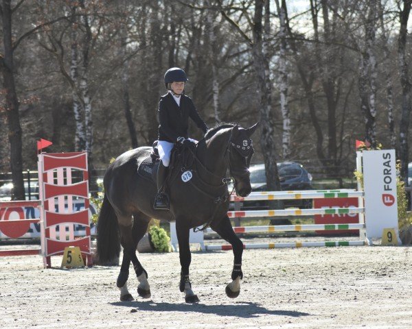 broodmare Ivanna Vh (Hanoverian, 2009, from Iberio)