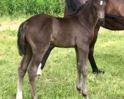 jumper Rock my heart (German Riding Pony, 2019, from Venustas Cool Edition)