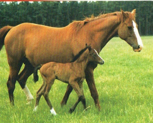 broodmare Roxane (Oldenburg, 1992, from Rio Zeus)