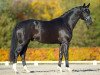 stallion Glock's Toto Jr. (Hanoverian, 2011, from Totilas)