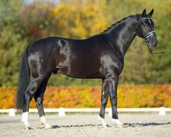 stallion Glock's Toto Jr. (Hanoverian, 2011, from Totilas)