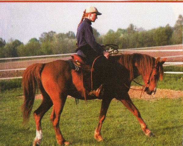 Pferd Ghamali (Araber, 1993, von Ghorab EAO)