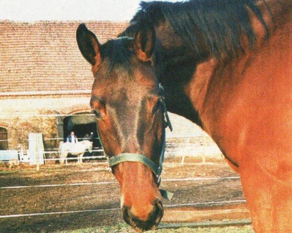 horse Meteor (Brandenburg, 1993, from Morgan)