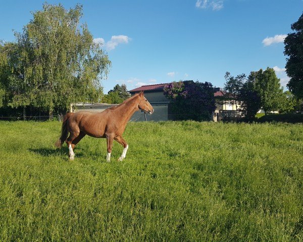 dressage horse Diamond Rock 3 (Sachse, 2000, from Donnerprinz)