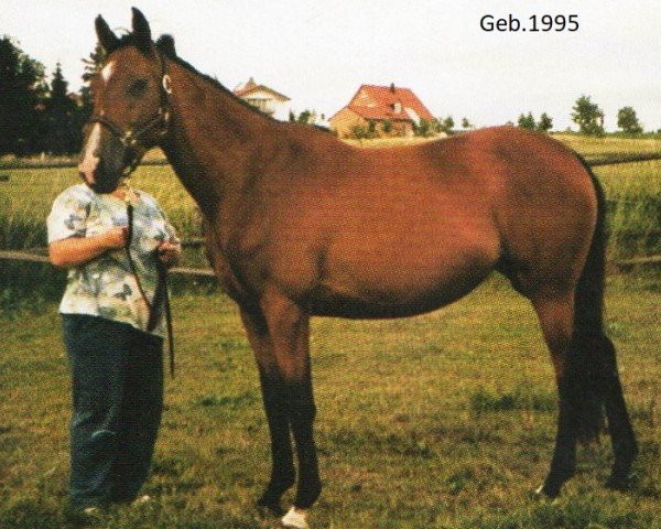broodmare Facette V (Trakehner,  , from Wladislaw xx)