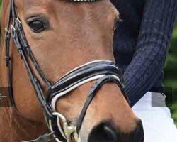 broodmare Frascaya's Fiene S (Oldenburg, 2019, from Escolar)