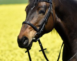 dressage horse Annika (Württemberger, 2007, from Alassio's Boy)