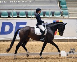 dressage horse Ziva 10 (German Sport Horse, 2019, from Zenturion)
