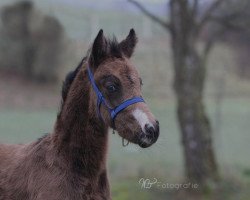 dressage horse RM Djessman (German Riding Pony, 2015, from Dressman)