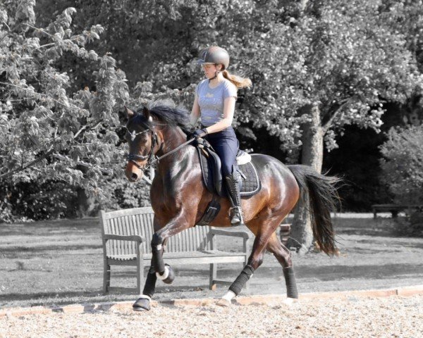 Zuchtstute Steverheides Oprah (Deutsches Reitpony, 2019, von Offshore Energy R)