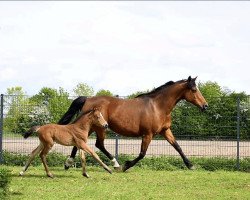 broodmare Top Nanni (German Riding Pony, 2001, from Nantano)