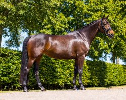 dressage horse Joehoe (KWPN (Royal Dutch Sporthorse), 2014, from Lord Leatherdale)