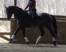 dressage horse Scampano 2 (Oldenburg, 2003, from Sandro Hit)