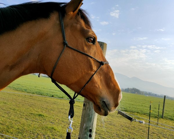 broodmare Berisha (Trakehner, 2013, from Fly Society xx)