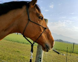 broodmare Berisha (Trakehner, 2013, from Fly Society xx)