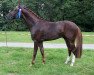 dressage horse Domestic Power (Oldenburg, 2013, from Don Juan de Hus)