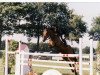 horse Jesprit (Royal Warmblood Studbook of the Netherlands (KWPN), 1991, from Burggraaf)