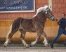 stallion Nino (Rhenish-German Cold-Blood, 2019, from Nikolaus)