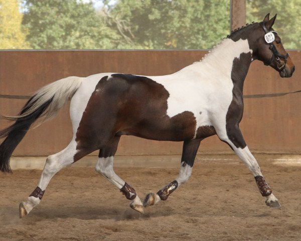 Springpferd Champion (Pinto/Kleines Reitpferd, 2006, von Consens)