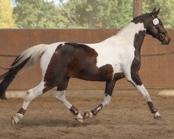 Springpferd Champion (Pinto/Kleines Reitpferd, 2006, von Consens)