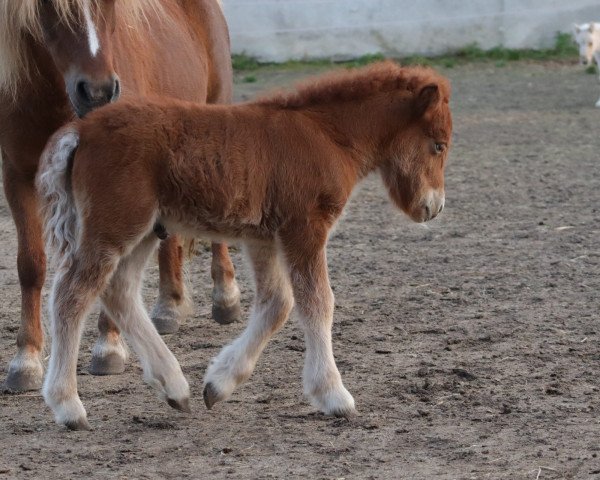 horse Golden Sunset (Shetland Pony, 2021, from Sandfords Golden Gizmo)