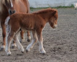 Pferd Golden Sunset (Shetland Pony, 2021, von Sandfords Golden Gizmo)