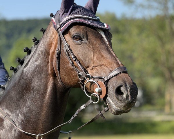 broodmare Donna Lea GH (Holsteiner, 2011, from Hosco)