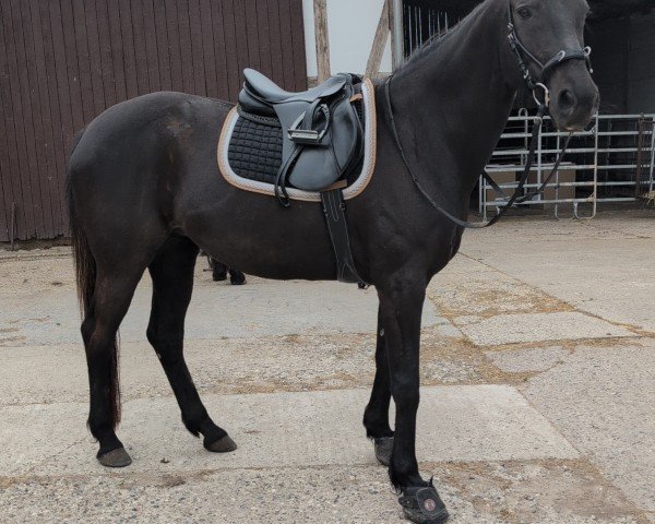 horse Ilena (Trakehner, 2003, from Almox Prints J)