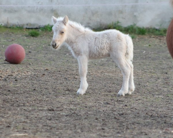 horse Nea Ionia (Shetland Pony, 2021, from Monti)