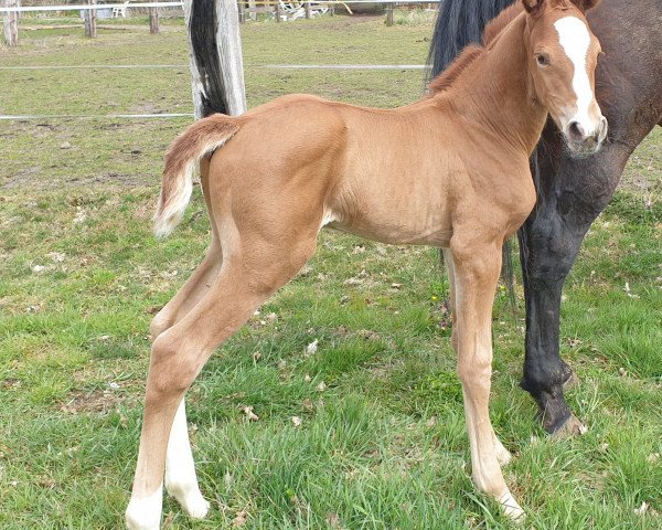 dressage horse Voyage de Rêve (Hanoverian, 2021, from Vidar)