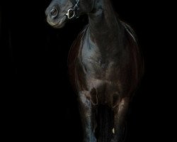 broodmare Helen 18 (Hanoverian, 2003, from Harvard)