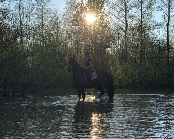 Zuchtstute Lenalou (Quarter Horse, 2011)