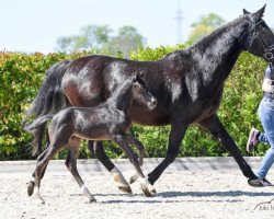 broodmare Ronda (Hanoverian, 1998, from Rouletto)