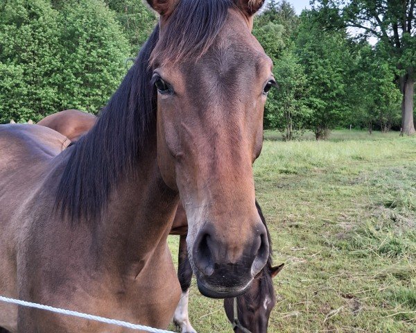 Springpferd Jamestown (Holsteiner, 2024, von Jenson van't Meulenhof)