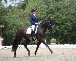 broodmare Sie ist schön U (Hanoverian, 2009, from Sir Donnerhall I)