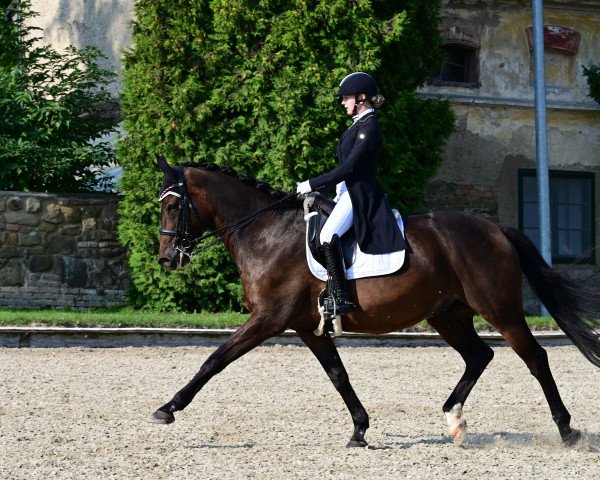 Dressurpferd Benjamin 41 (Österreichisches Warmblut, 2001, von Belluno)