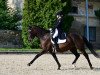 dressage horse Benjamin 41 (Austrian Warmblood, 2001, from Belluno)