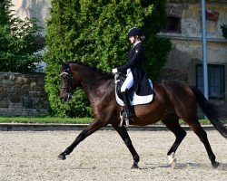 dressage horse Benjamin 41 (Austrian Warmblood, 2001, from Belluno)